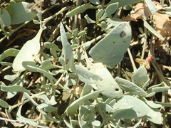 Atriplex verrucifera