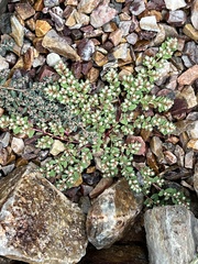 Euphorbia indivisa