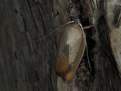 Ptyoptila matutinella