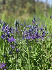 Camassia
