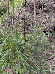 Boronia gracilipes