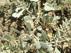 Atriplex verrucifera