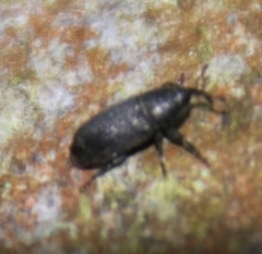 Mecinus pyraster