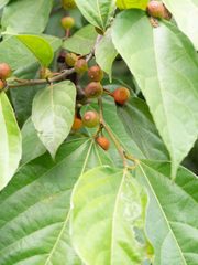 Ficus irisana