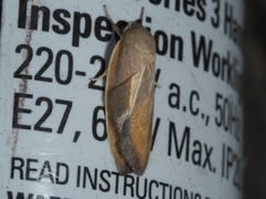 Ptyoptila matutinella