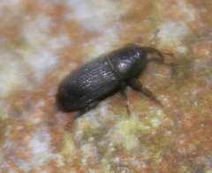 Mecinus pyraster