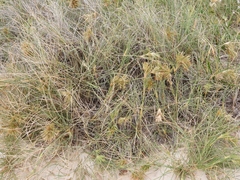Spinifex longifolius