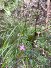 Boronia gracilipes