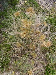 Spinifex longifolius