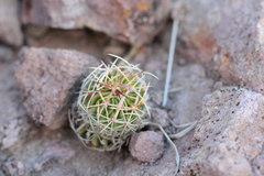Echinofossulocactus phyllacanthus