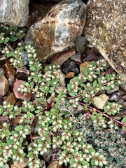 Euphorbia indivisa