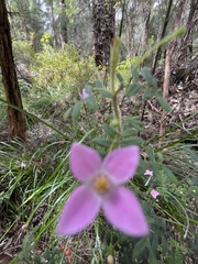 Boronia gracilipes