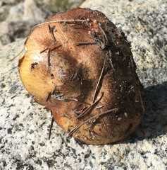 Suillus borealis