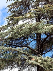 Cedrus libani