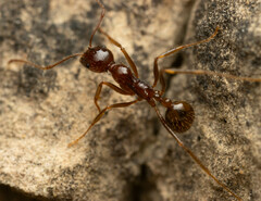 Aphaenogaster longiceps