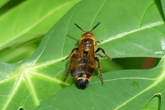 Phalerimeris phalerata