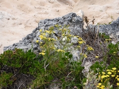 Senecio pinnatifolius