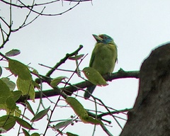 Psilopogon asiaticus