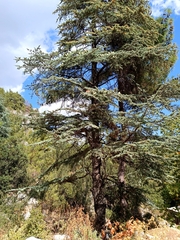 Cedrus libani