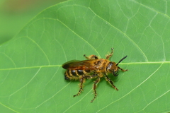 Phalerimeris phalerata