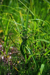 Scirpus atrocinctus