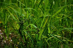 Scirpus atrocinctus