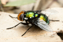 Amenia chrysame