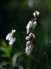 Eriophorum viridicarinatum
