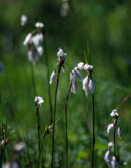 Eriophorum viridicarinatum