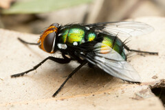 Amenia chrysame
