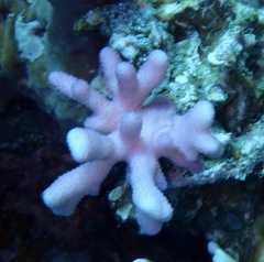 Stylophora
