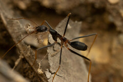 Leptomyrmex rothneyi