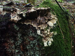 Trichoderma citrinum