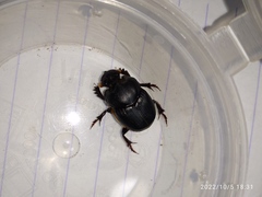Onthophagus
