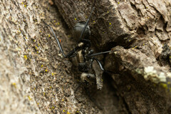 Polyrhachis daemeli