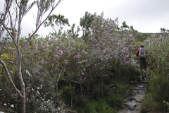 Podalyria calyptrata