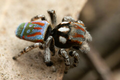 Maratus volans