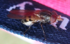 Rhingia nasica