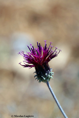Jurinea consanguinea