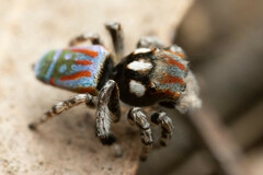 Maratus volans