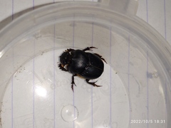 Onthophagus