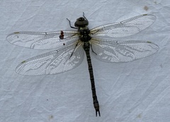 Rhionaeschna