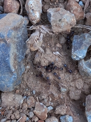 Trichomyrmex glaber