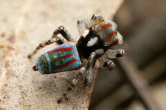 Maratus volans