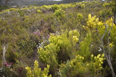 Leucadendron xanthoconus