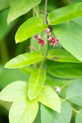 Vincetoxicum hirsutum