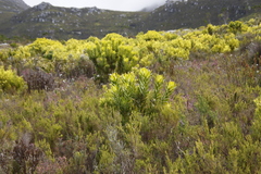 Leucadendron laureolum
