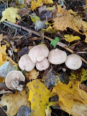 Tricholoma