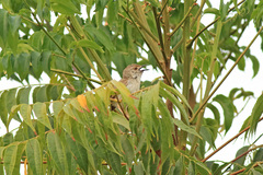 Prinia gracilis