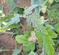 Sphaeralcea hastulata